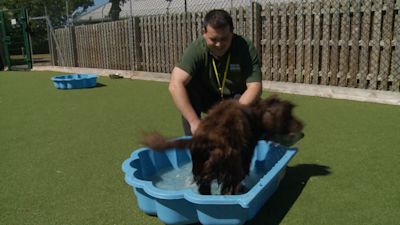 Green wood online animal charity