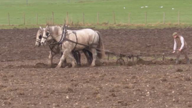 Ploughing at the Weald & Downland Living Museum in Chichester with Andy Robinson
ITV News Meridian