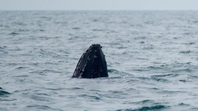130821 humpy
