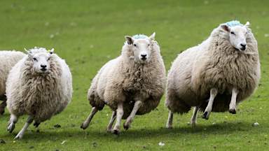 Government confirms UK has found first case of bird flu transmission to sheep