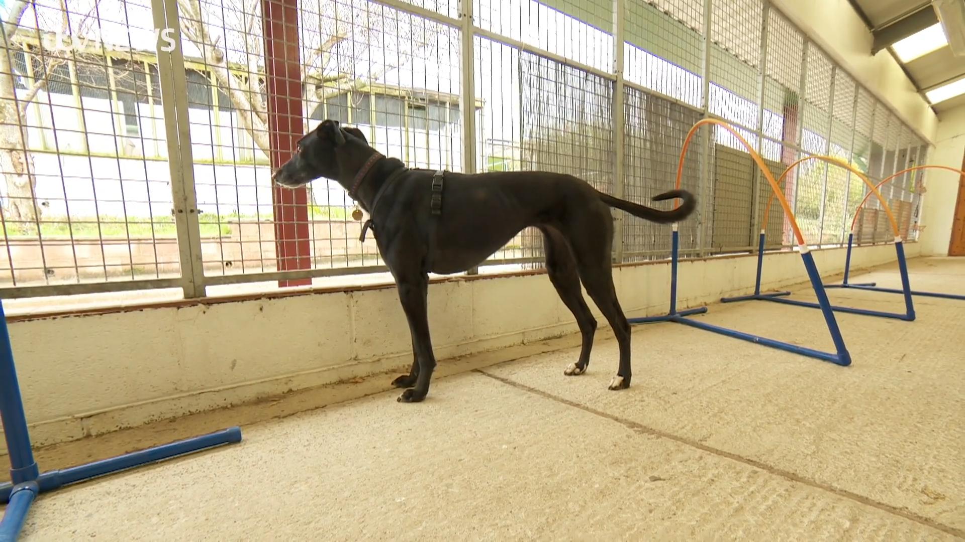 Dog food bank offers support to struggling pet owners during cost of