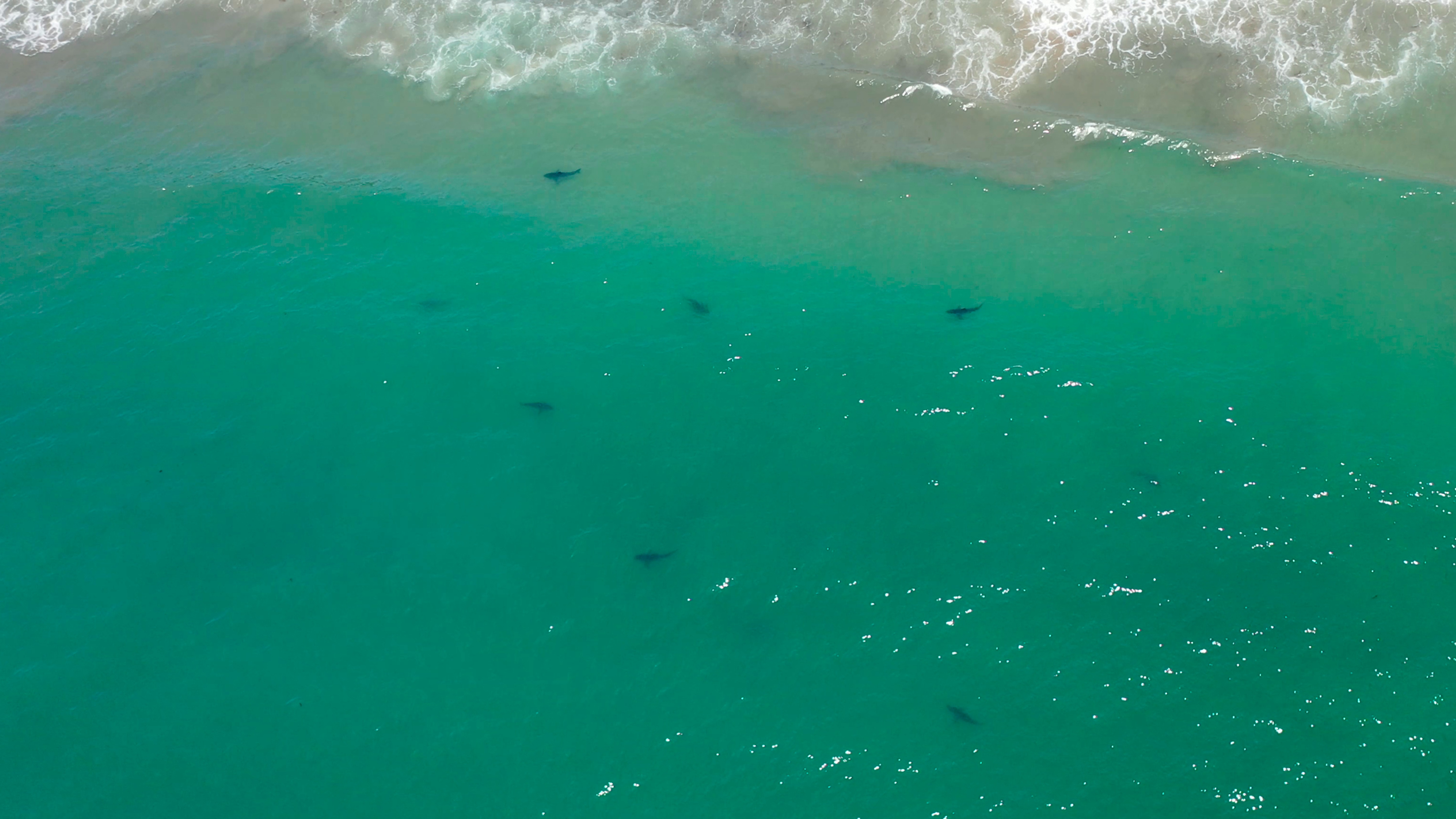 Sharks off US coast lurk near swimmers 97% of time, study finds