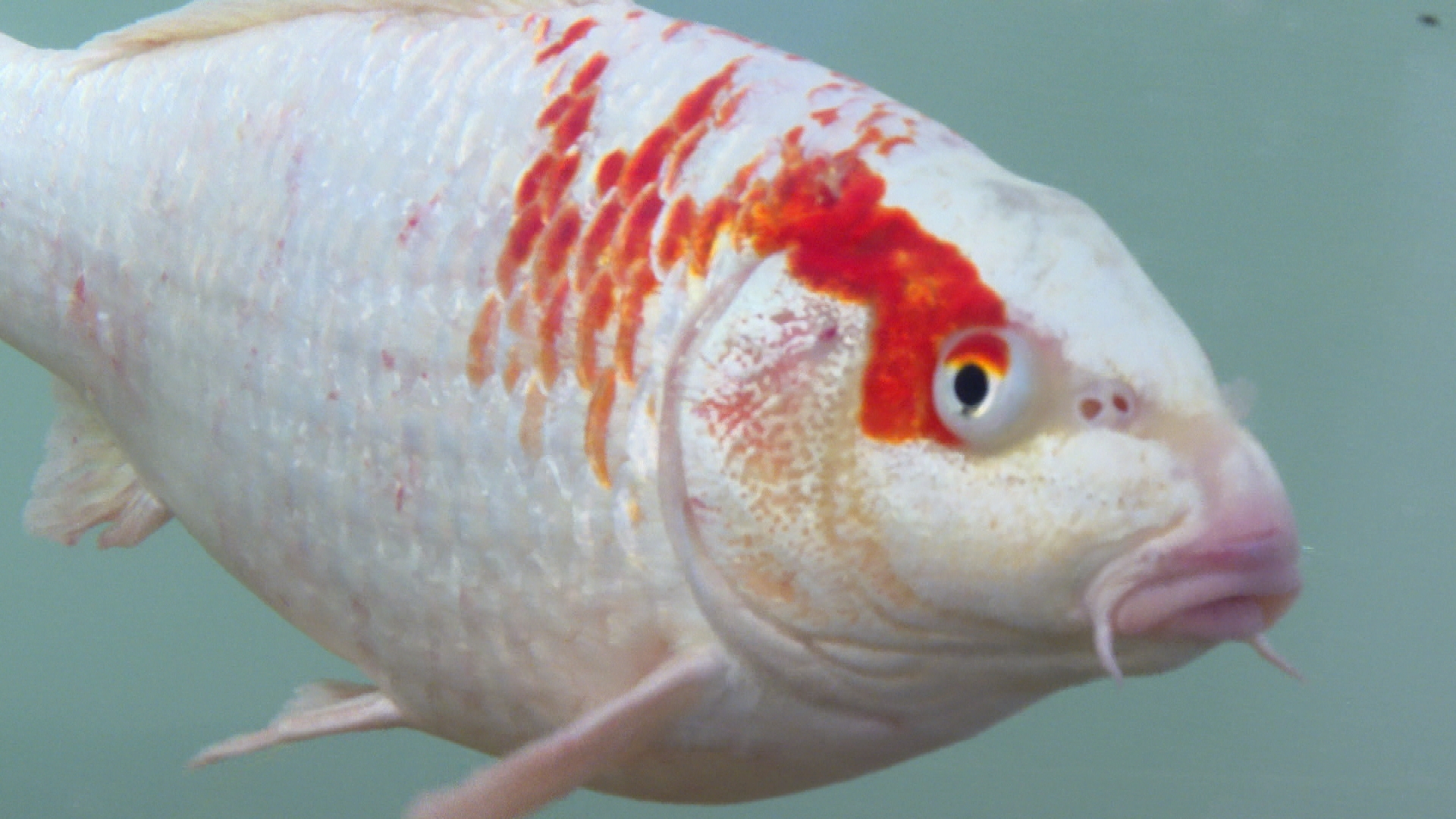 Mystery carp found in water pumping station