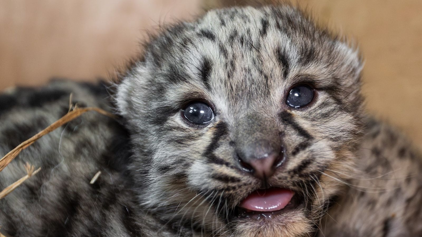 Groundbreaking ultrasound leads to birth of two endangered snow ...