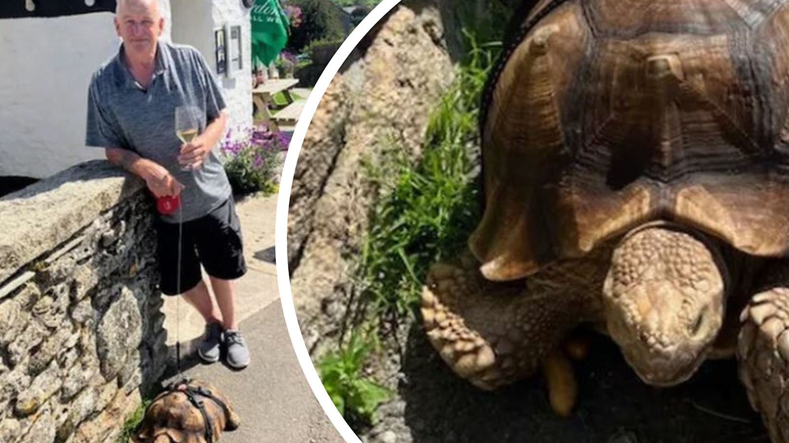 Pub-goers 'shell shocked' after pet tortoise walks in for lunch in ...
