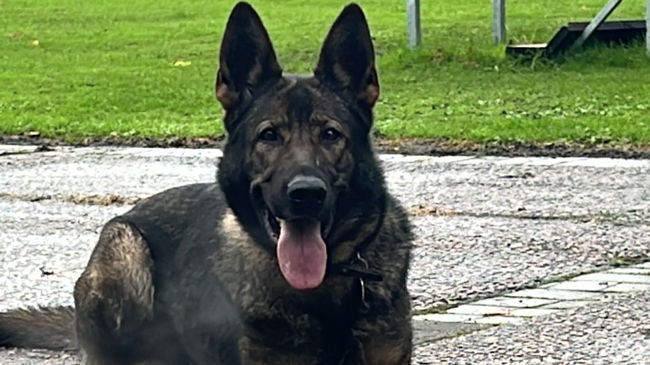 Merseyside Police dog almost hit by getaway car at off-licence robbery ...