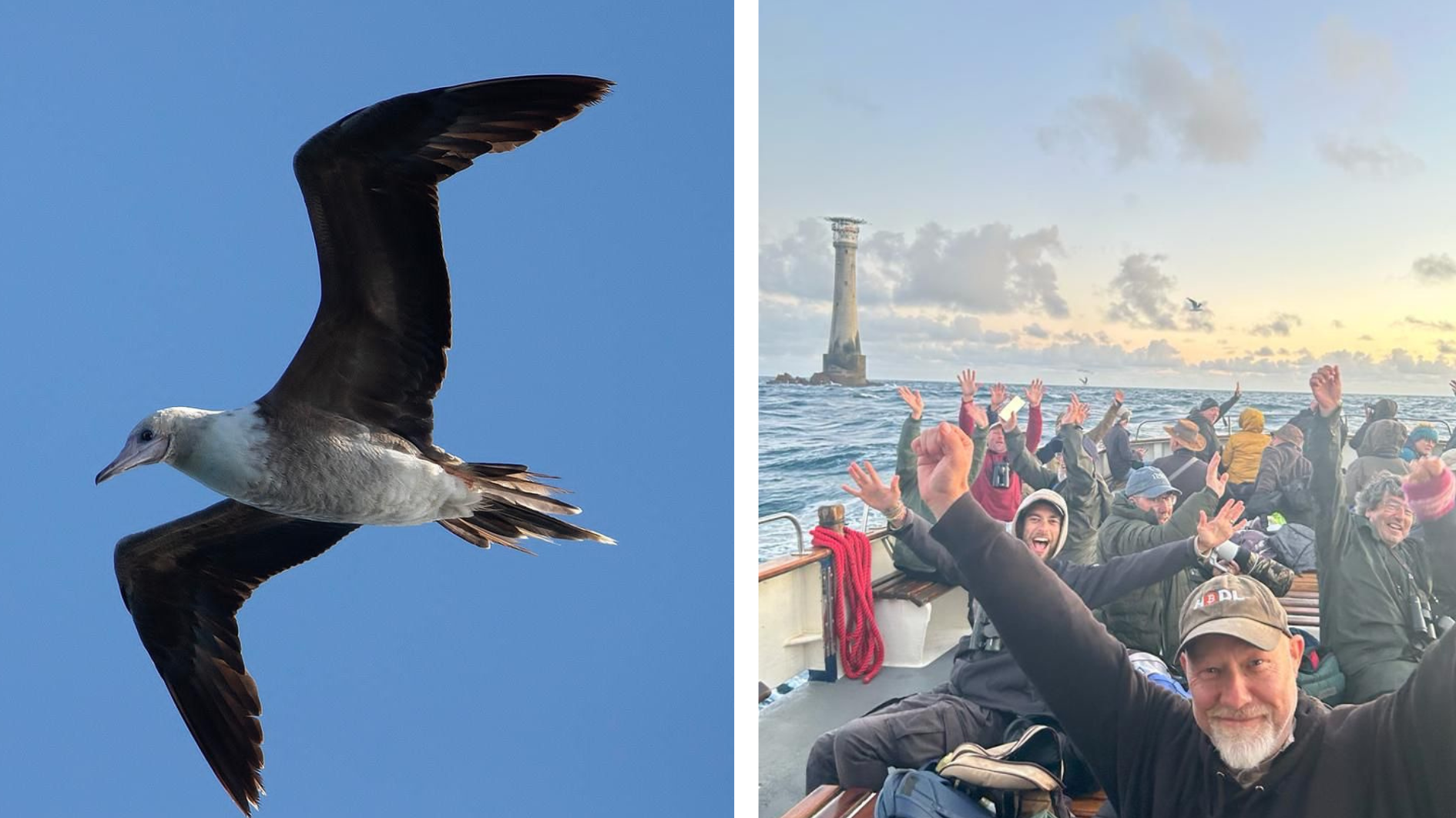 Pair of tropical booby sea birds rescued far from home