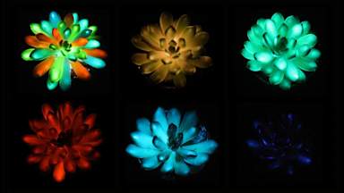 Scientists create glow-in-the-dark plants which could be used as street lights