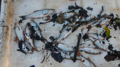 Roach, bream, pike and European eel were killed in the incident.
Credit: Environment Agency