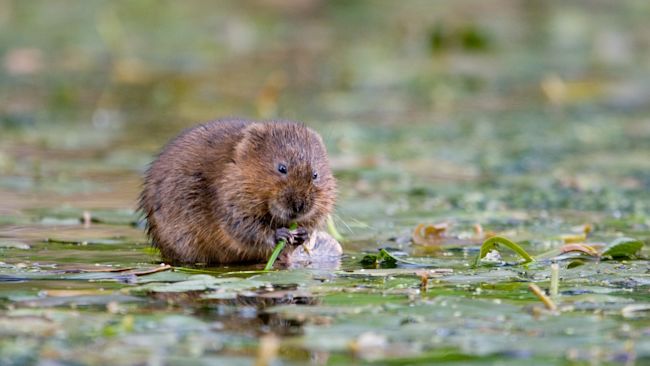 In a heartening scene straight out of The Wind in the Willows, water voles – known as “Nature’s Engineers” – are swimming back into waterways in the West of England after more than two decades of absence.
Thanks to a pioneering reintroduction initiative led by the West of England Nature Partnership (WENP) in collaboration with Bristol Zoological Society, these beloved semi-aquatic mammals are re-establishing a foothold along the Severn Shoreline Levels and Moors.
The project marks a significant step forward for local biodiversity and is part of the region’s broader Severn Shoreline restoration programme.