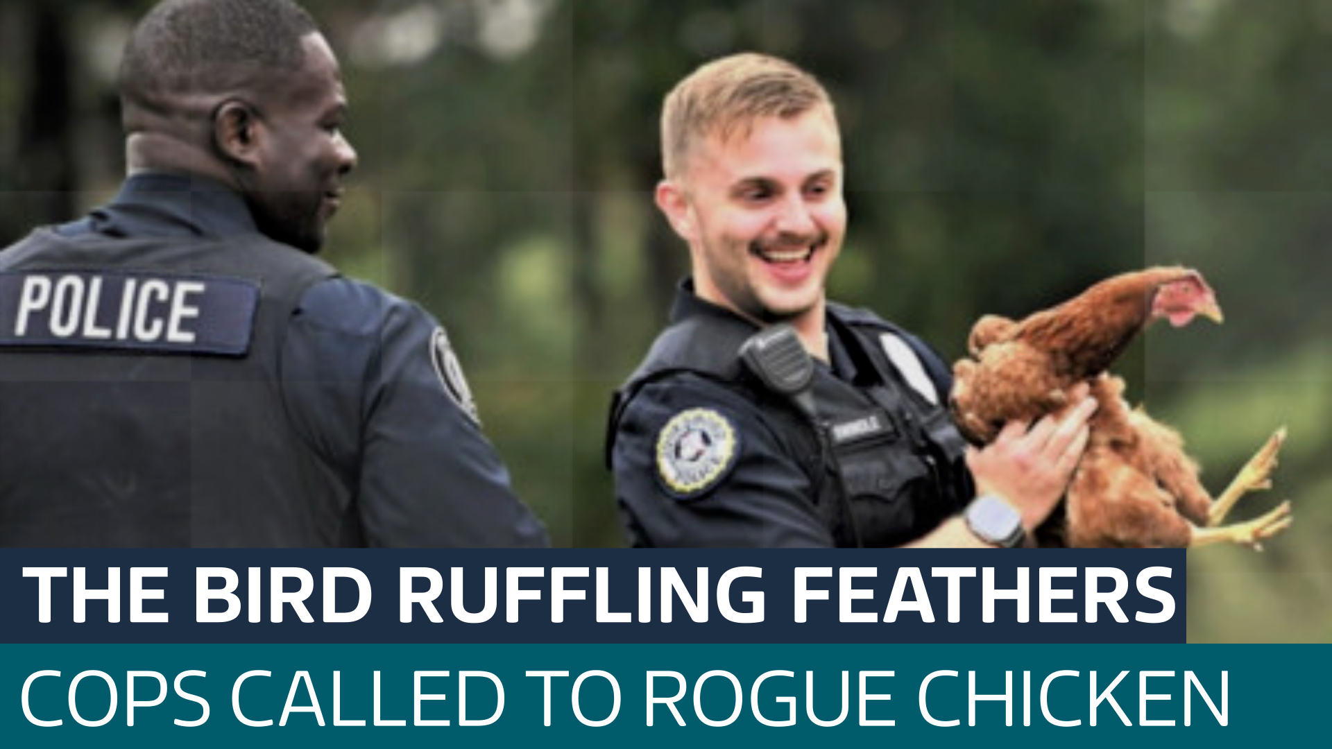 U.S. cop captures rogue chicken troubling a woman outside her home ...