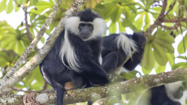 Colobus monkeys in Yungwe Forest National Park
Picture by: Zaruba Ondrej/Czech News Agency/PA Images
Compressed for web