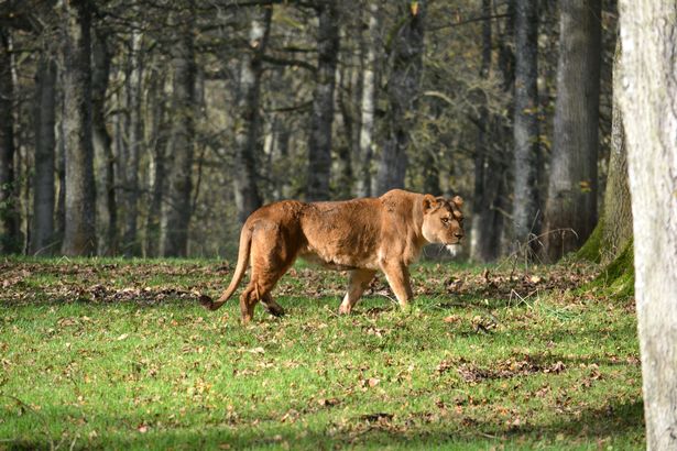 Dartmoor Zoo s much loved lioness has died ITV News West Country