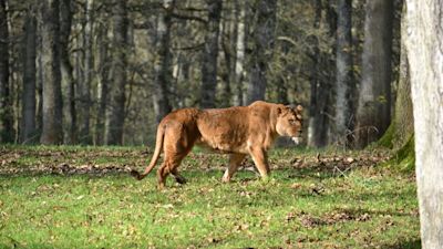 Nikita lion dies Dartmoor Zoo - credit Devon Live