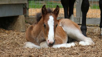 Horse hit by car in Essex gives birth to healthy foal with name fit for  royalty at Norfolk charity | ITV News Anglia