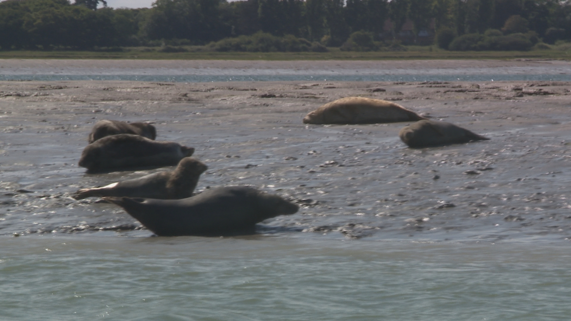 Spirit of the South Counting seals in Chichester Harbour ITV