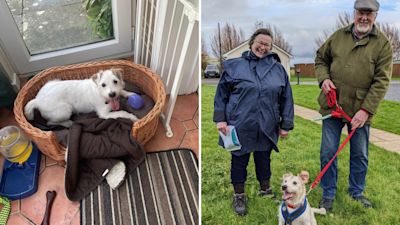 Rspca 2024 dogs home