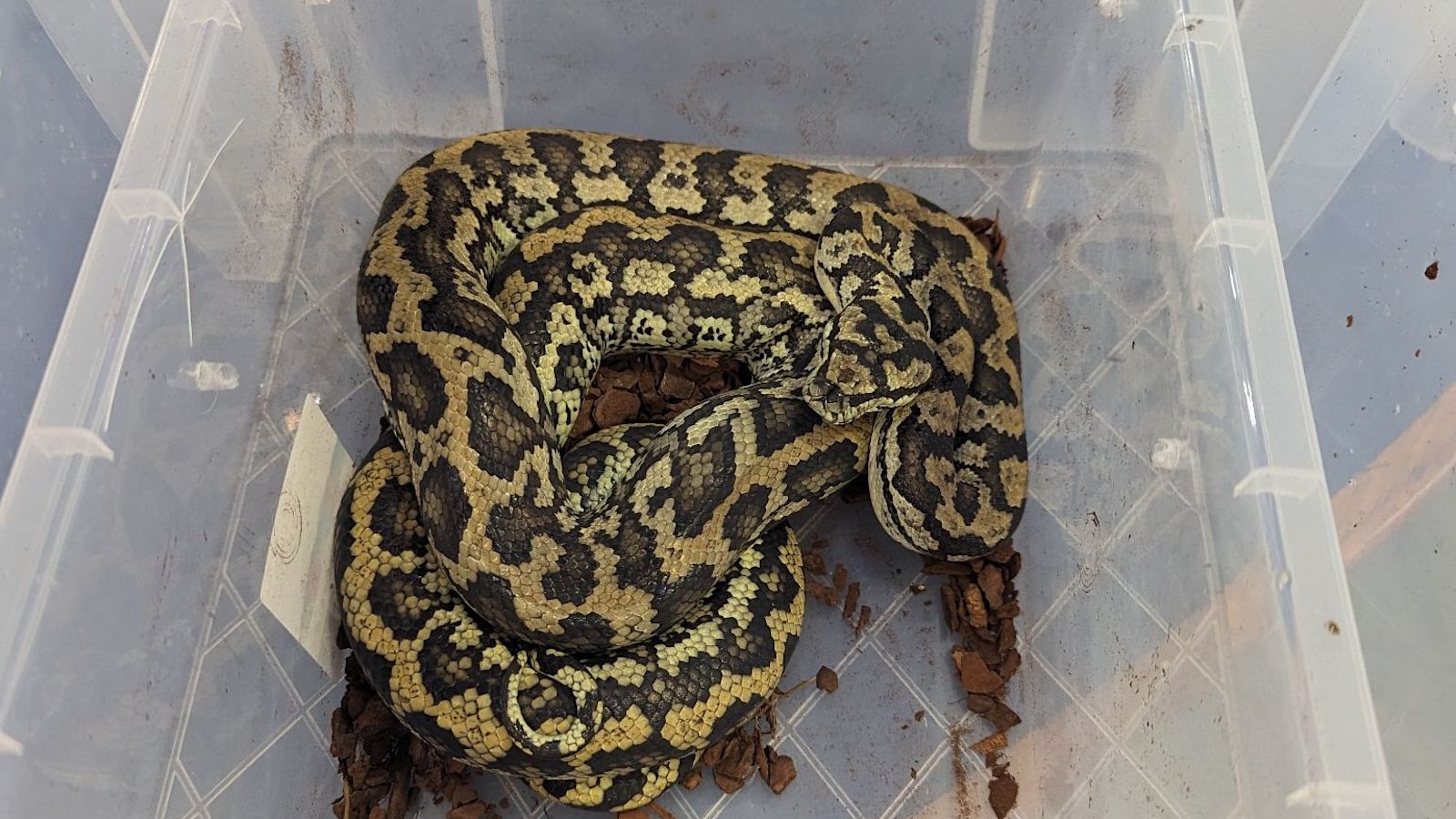 Carpet pythons found abandoned in cardboard box on Doncaster roadside ...