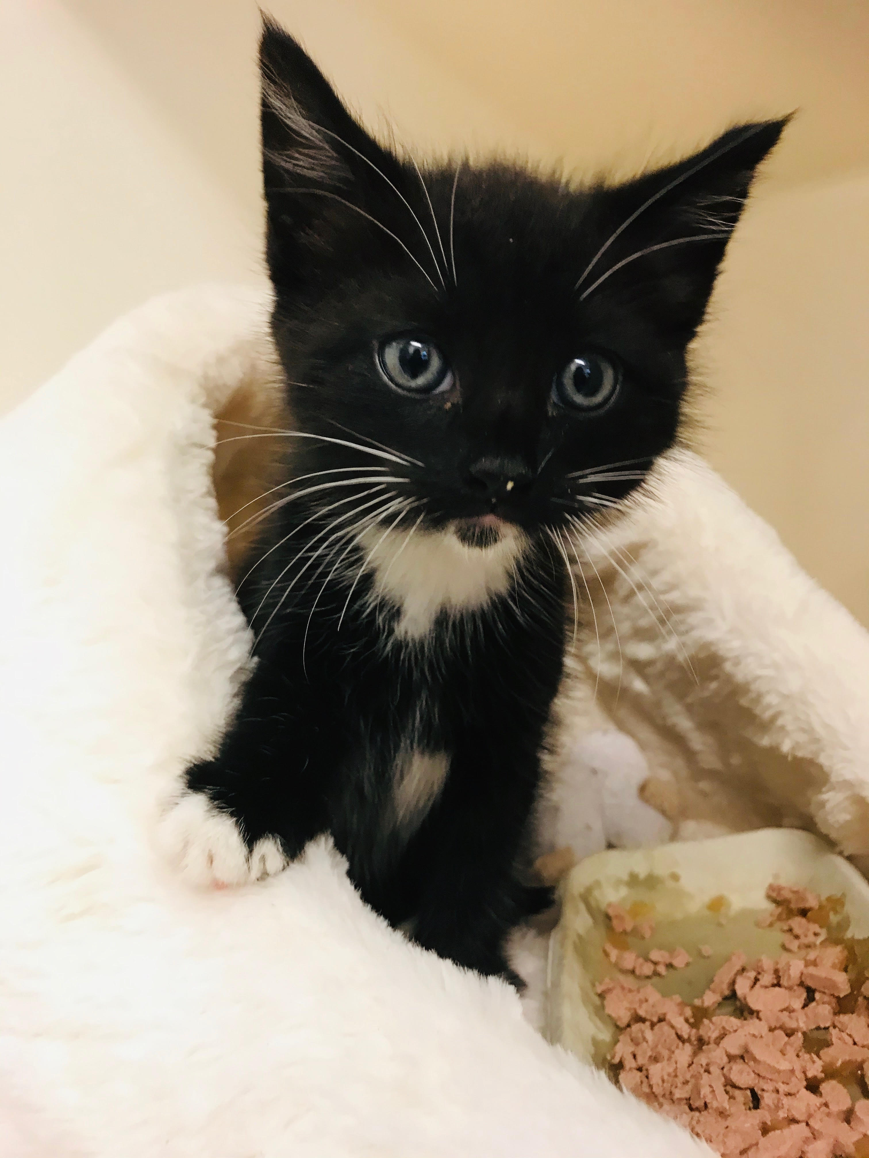 rspca-rescues-seven-week-old-kitten-from-under-the-bonnet-of-a-car