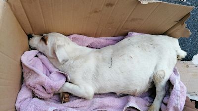 A Jack Russell was abandoned in Surrey.
