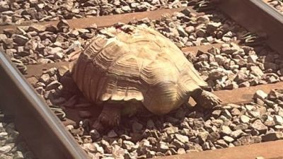 The tortoise on the tracks caused delays for trains between Norwich and Stansted.
Credit: Diane Akers/Twitter