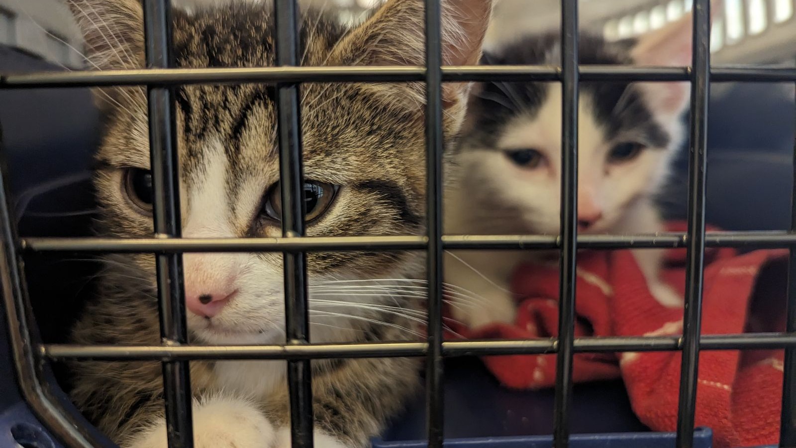 Family of cats dumped in Kent woodland in hot weather