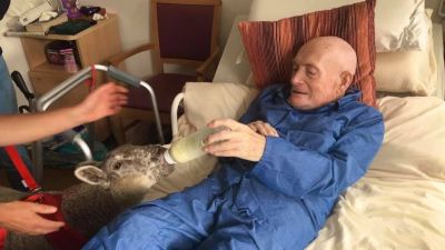 Sheep Therapy at care home