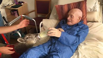 Sheep Therapy at care home