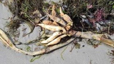 Wild parsnip and deals dogs