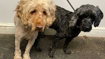 Credit: RSPCA