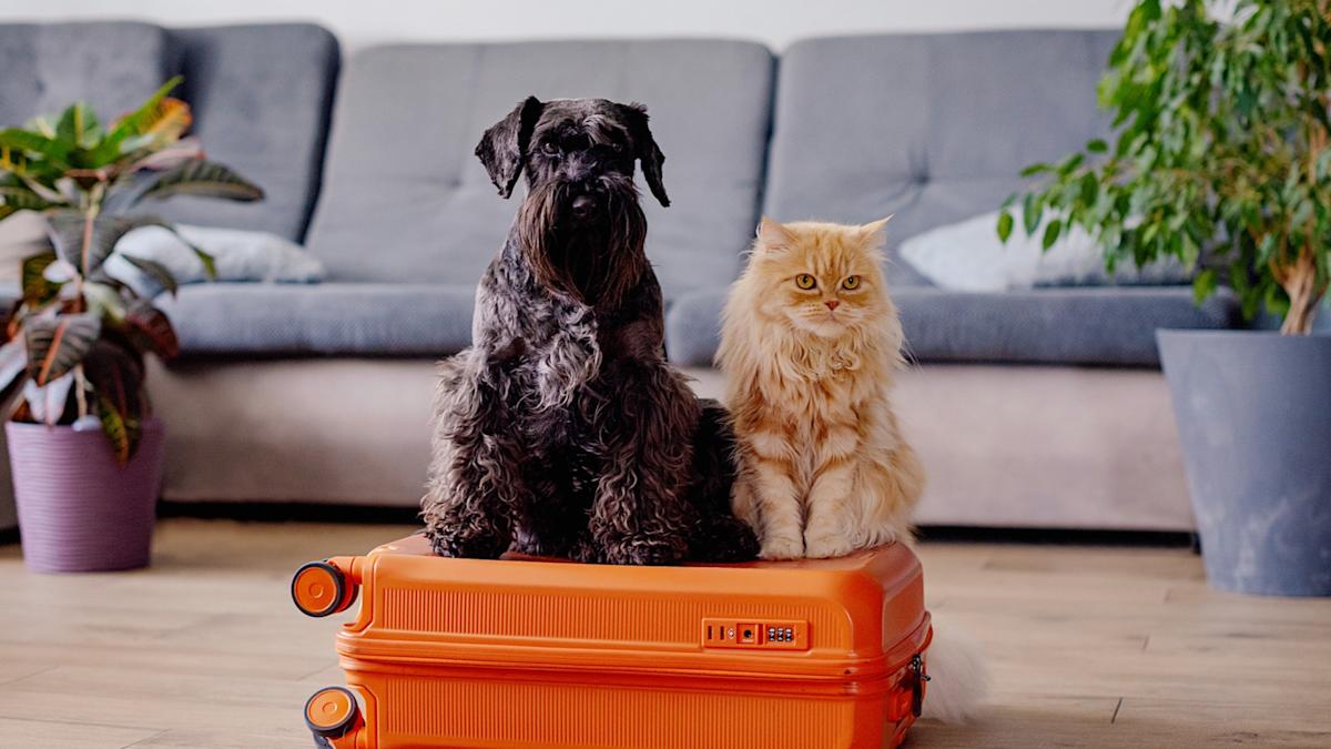 No more pet passports: What are the new EU rules for travelling with animals?
