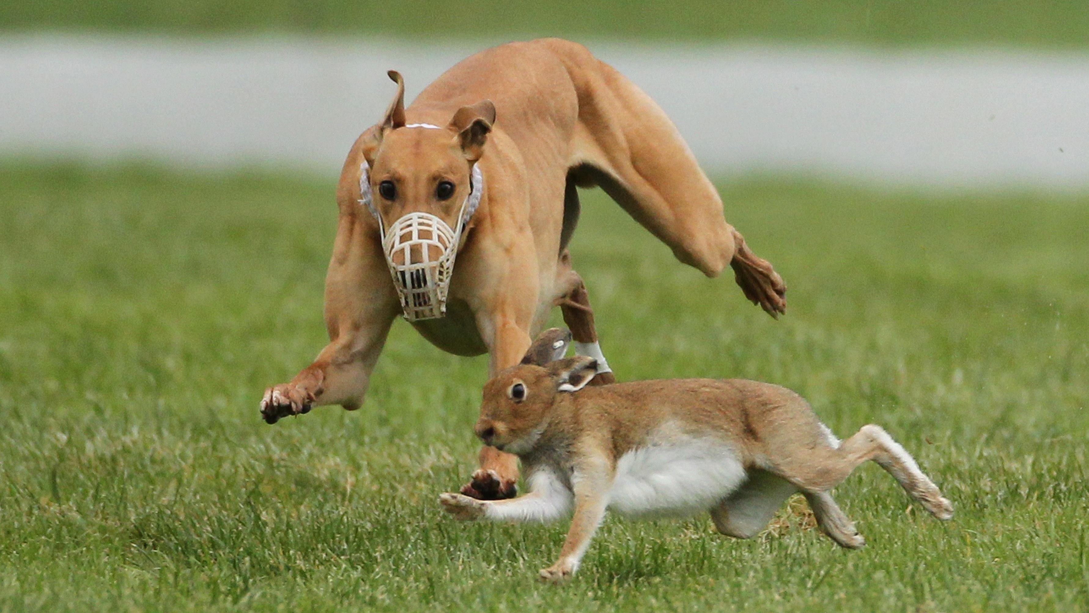 Hare coursing falls by third in the East of England after police trial