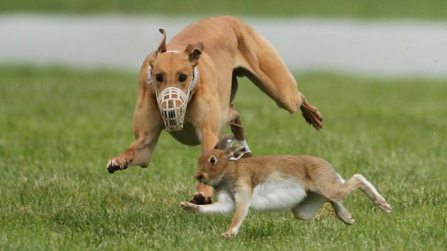 Hare coursing