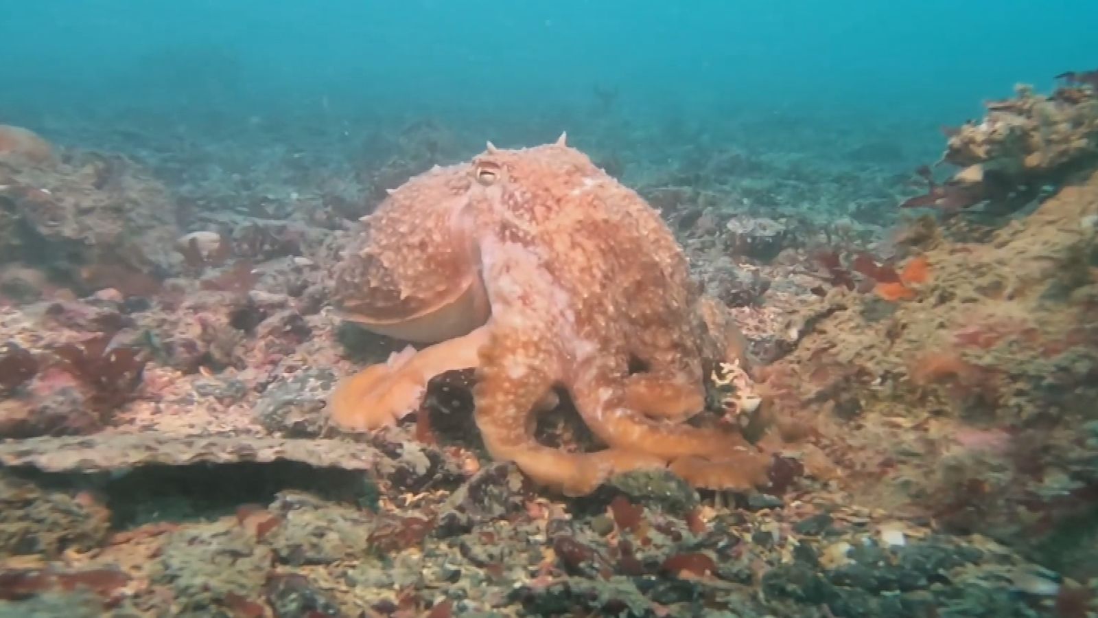 Islanders urged to eat more octopuses as populations seem to increase ...