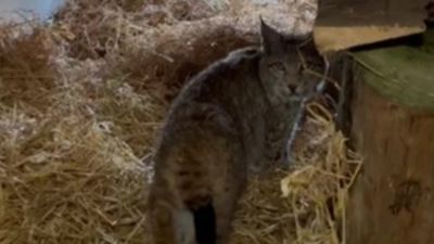 One of the two Lynx which were successfully captured in the Cairngorms National Park.