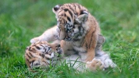 Banham Zoo tiger cubs who could help save their species | ITV News Anglia