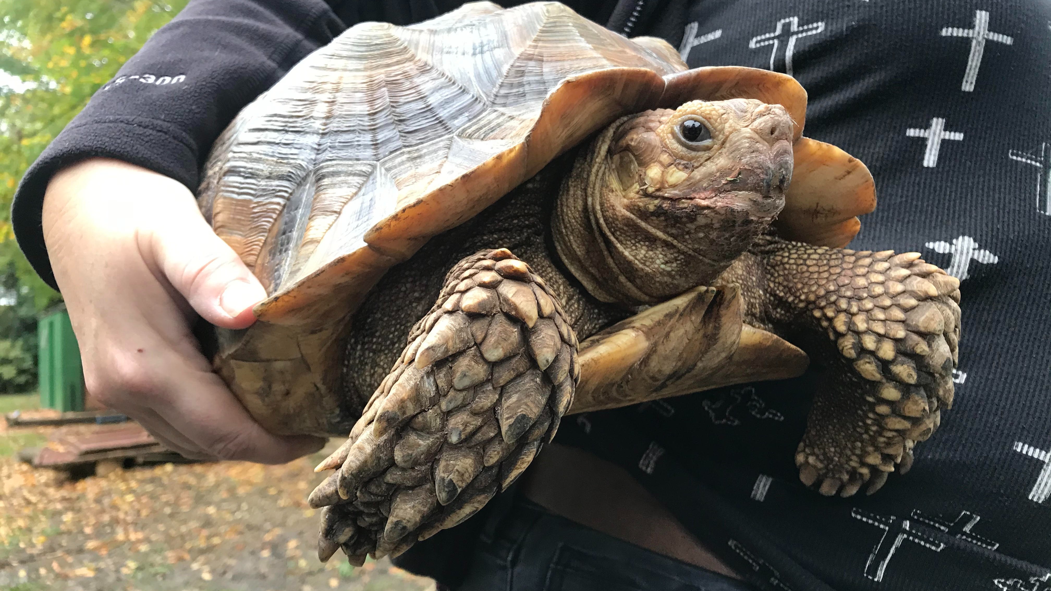 Life In The Slow Lane: Tortoise Club Seeking New Homes For 30 Pets 