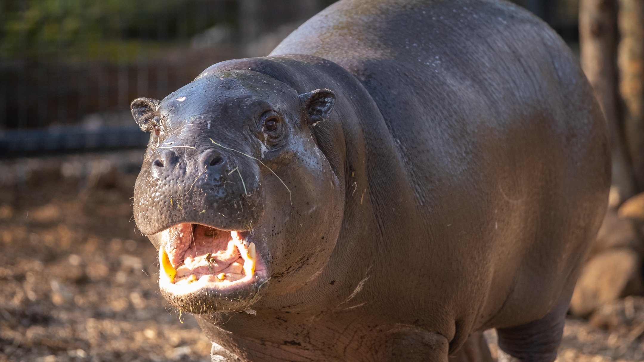 Adorable And Rare Pygmy Hippo Moves To London Zoo As Part Of 