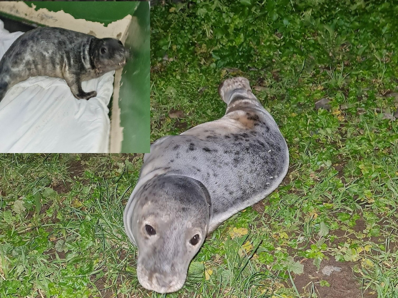 Two grey seal pups saved from stormy weather over Christmas | ITV News  Channel