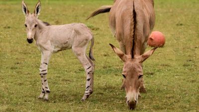 A rare Somali wild ass foal has been born at Africa Alive.