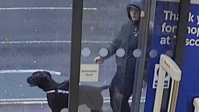 Tesco clearance express dog