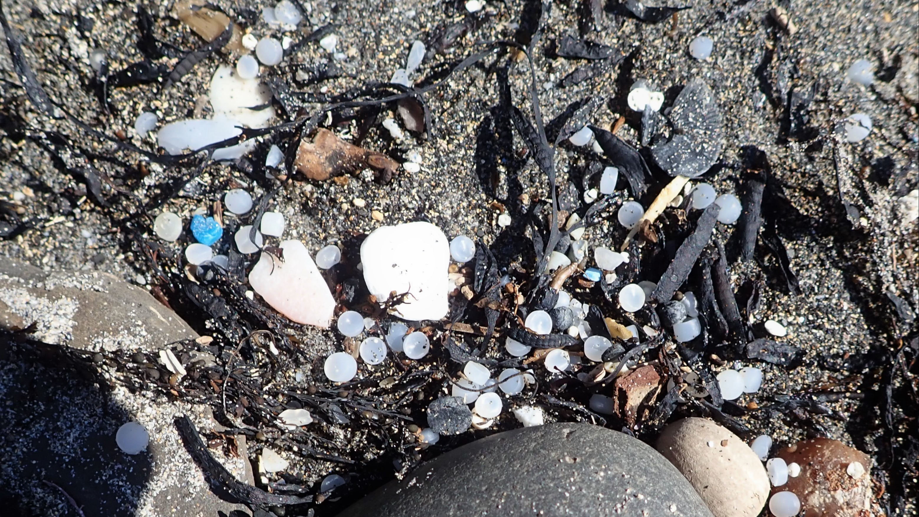 'Truly shocking' amount of plastic pellets found washed up on Dorset