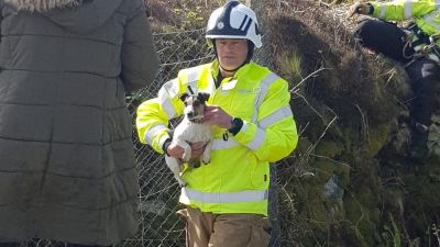 Dog rescue Cornwall
