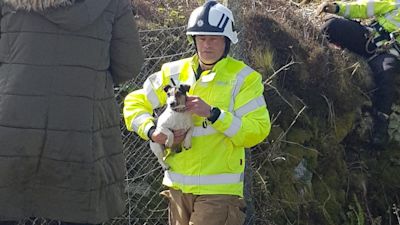 Dog rescue Cornwall