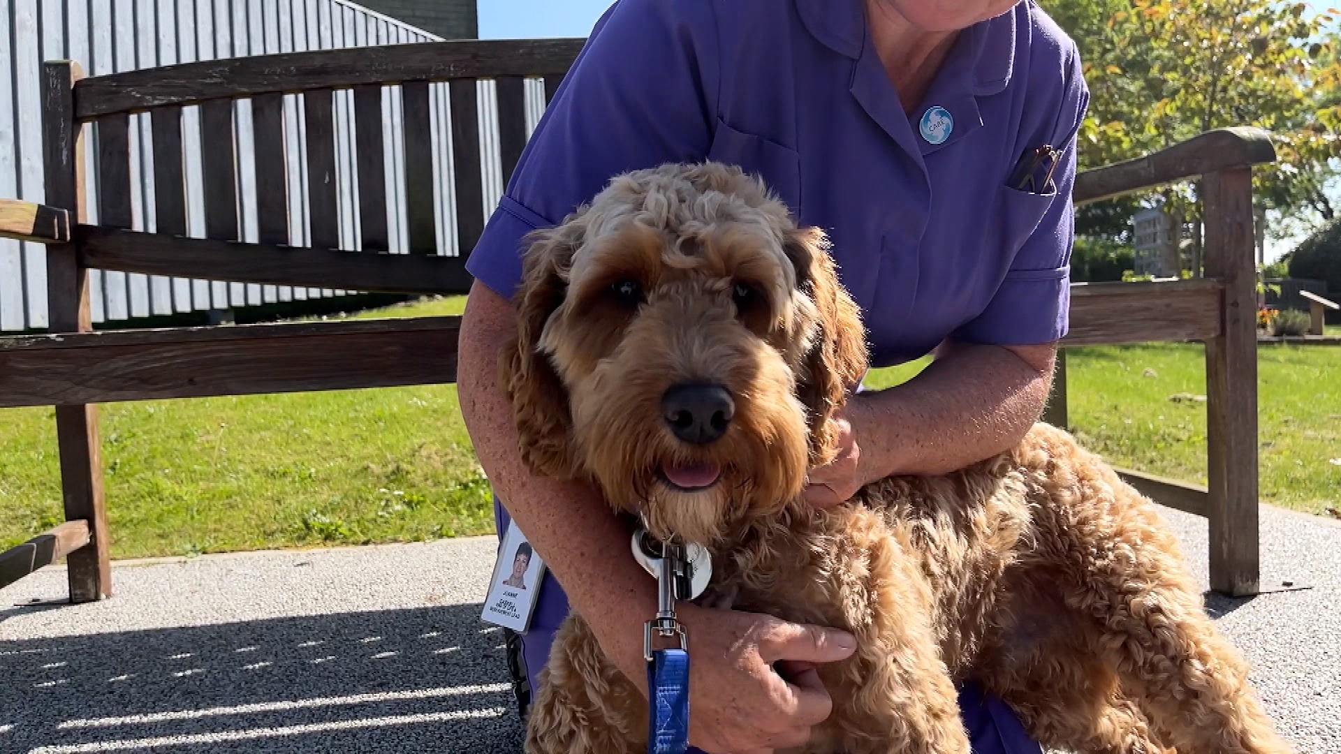 Therapy dog 2024 training victoria