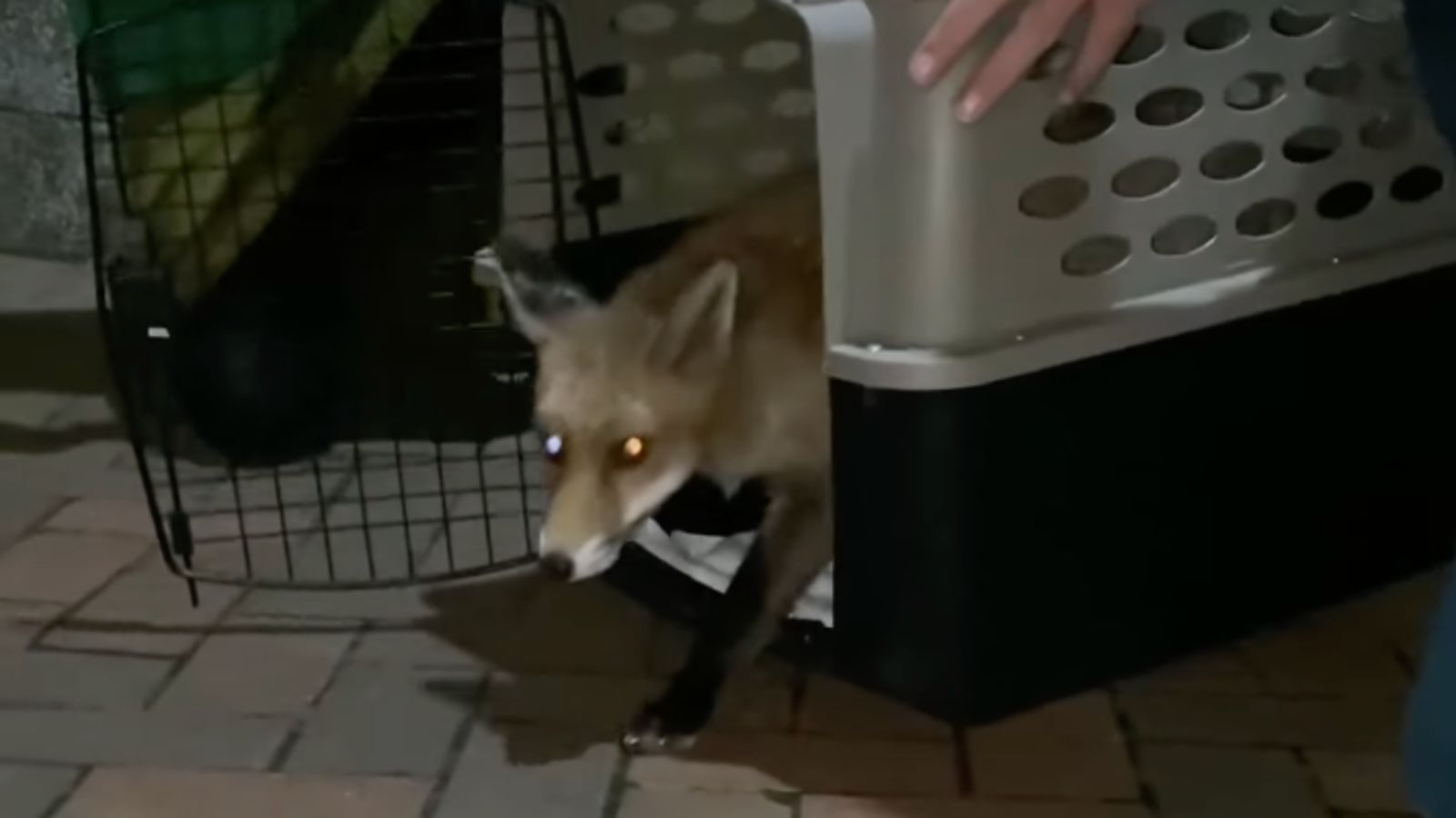 Fox caught with tube stuck around her neck released back into the wild ...