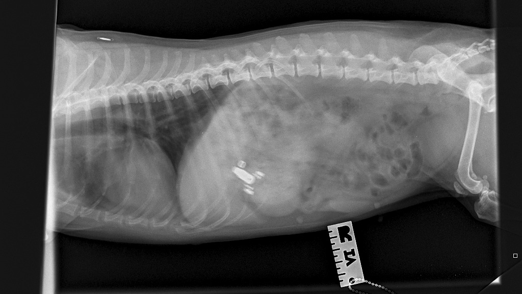 Dog from Kent 'lucky to be alive' after swallowing nicotine-filled vape pod 