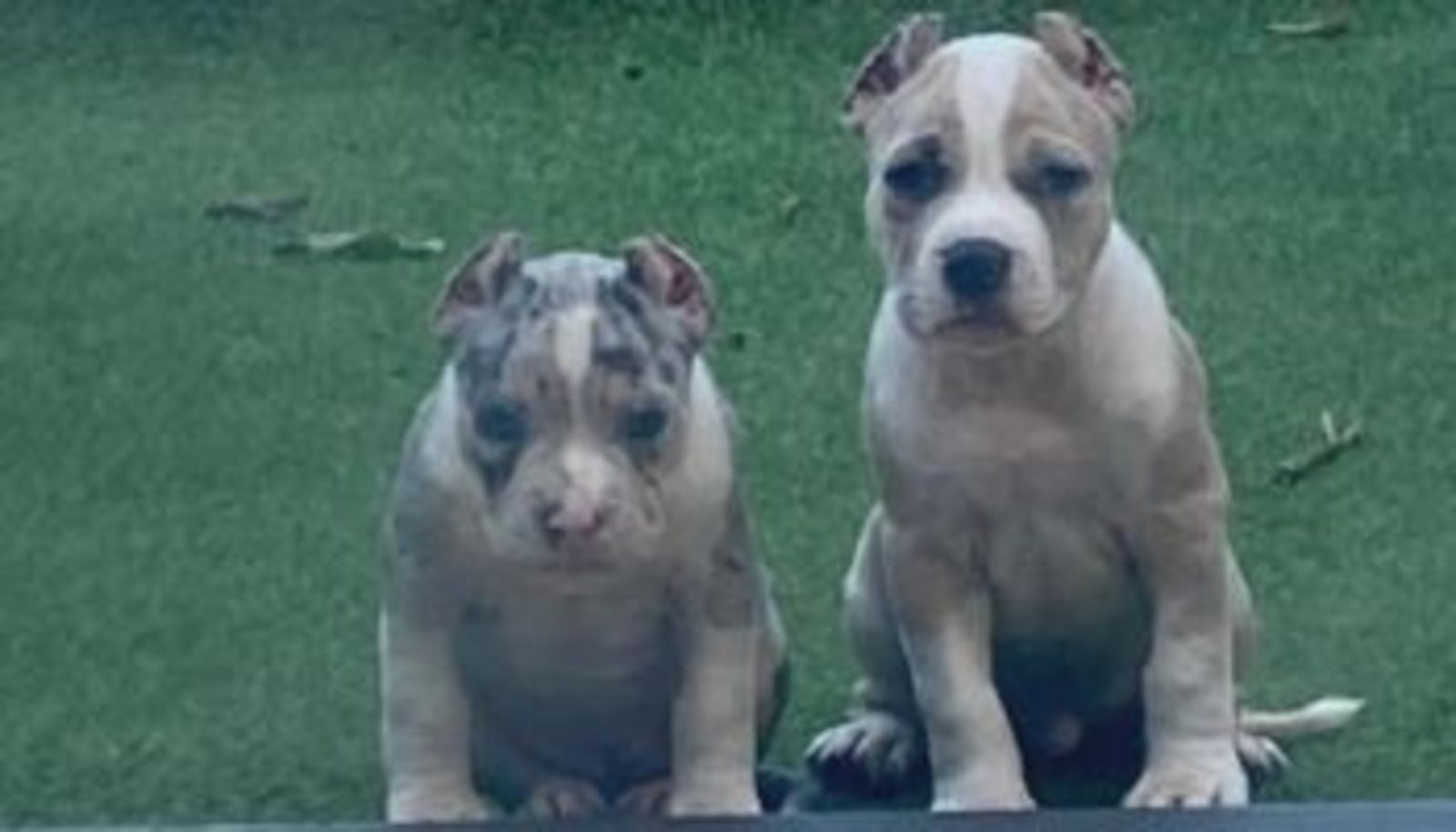 Green eyed pitbull hot sale puppies for sale