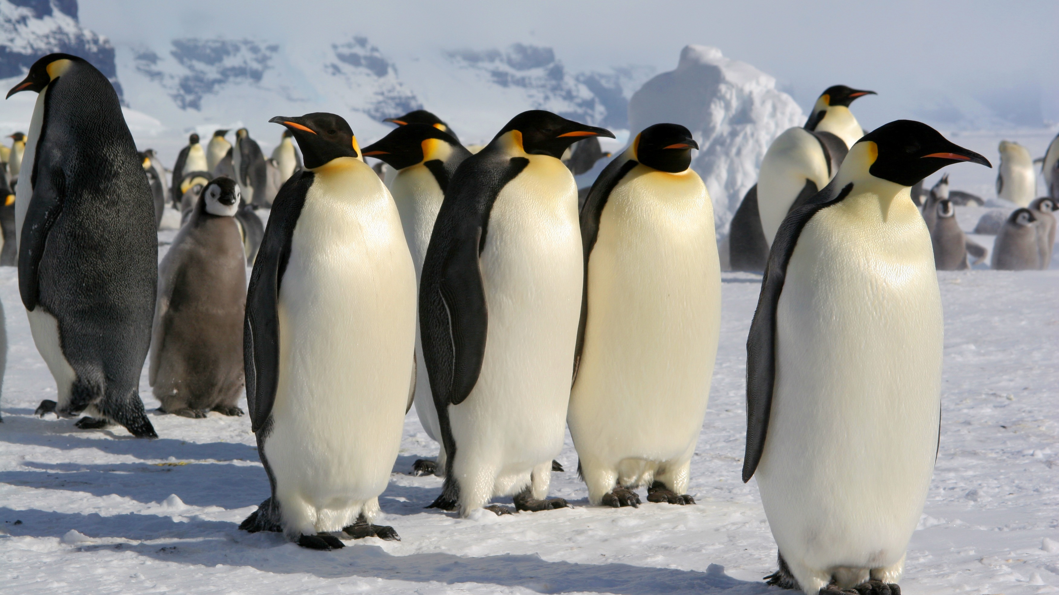 Emperor penguins and Antarctic fur seals face extinction due to climate change