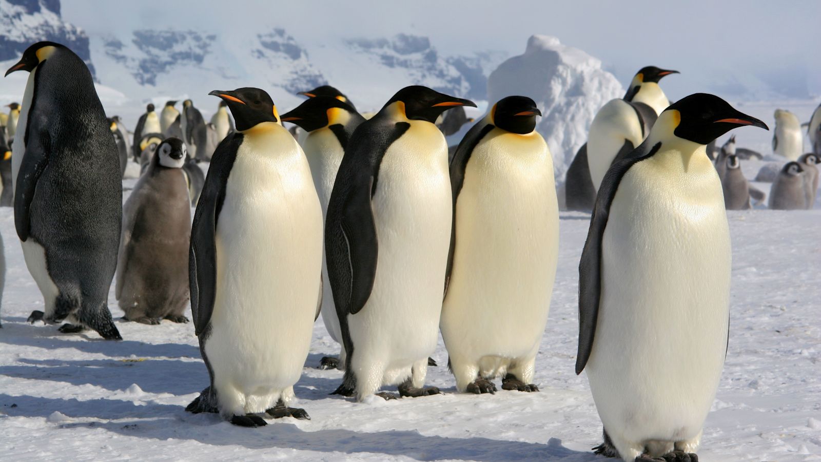 Emperor penguins and Antarctic fur seals face extinction due to climate ...